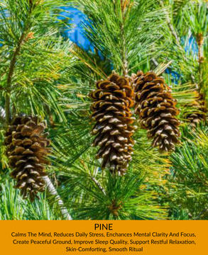 Pine