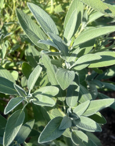 Sage