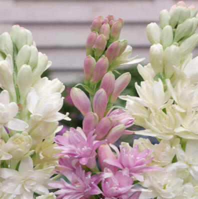 Tuberose - Deep Sleep &amp; Calm