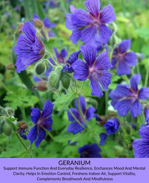Geranium