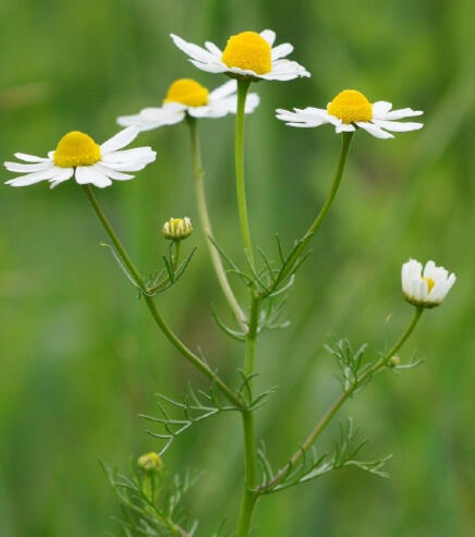 Chamomile
