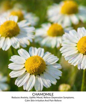 Chamomile