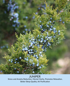 Juniper