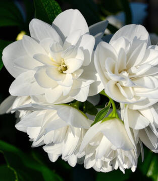 Jasmine