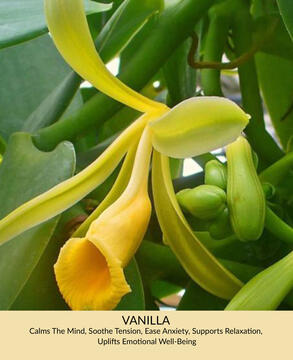 Vanilla