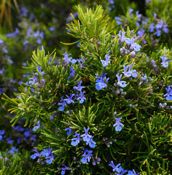 Rosemary