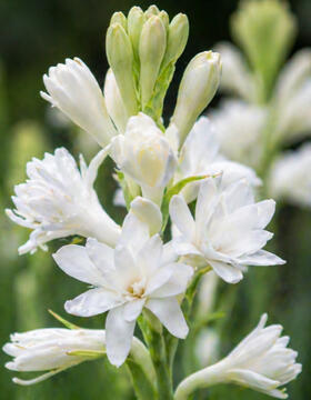 Tuberose
