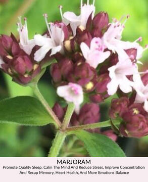 Marjoram