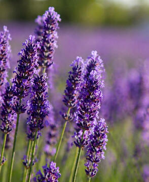 Lavender