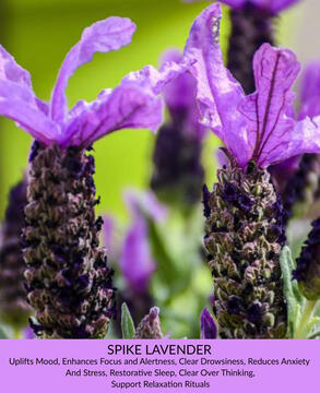 Spike Lavender