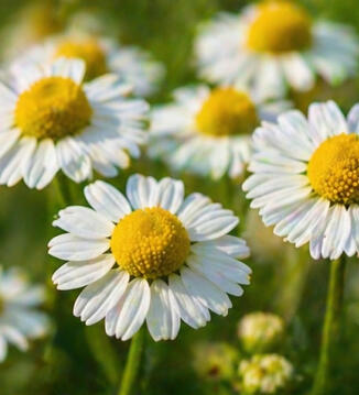Chamomile
