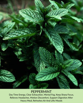 Peppermint