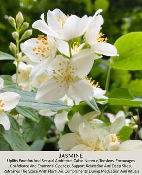 Jasmine