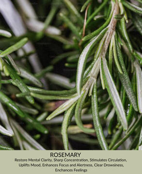 Rosemary