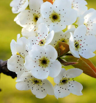 Pear Blossom