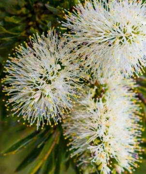 Tea Tree