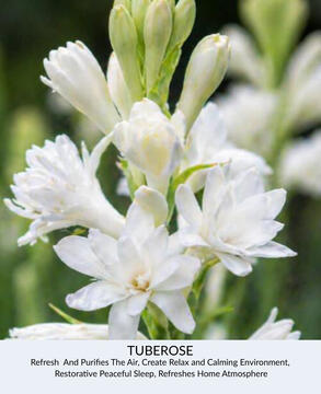 Tuberose