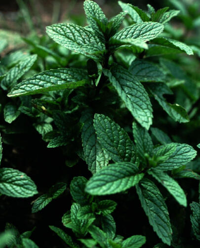 Peppermint