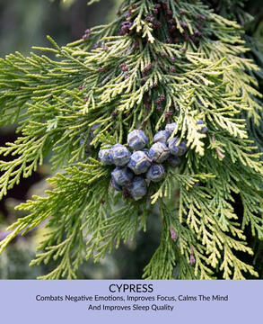 Cypress