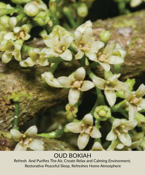 Oud Bokiah