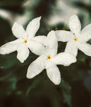 Jasmine