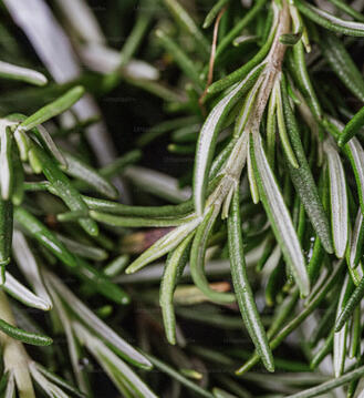 Rosemary