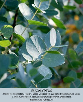 Eucalyptus