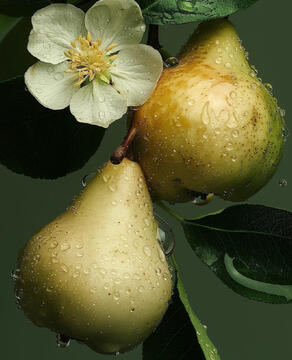 Pear Freesia