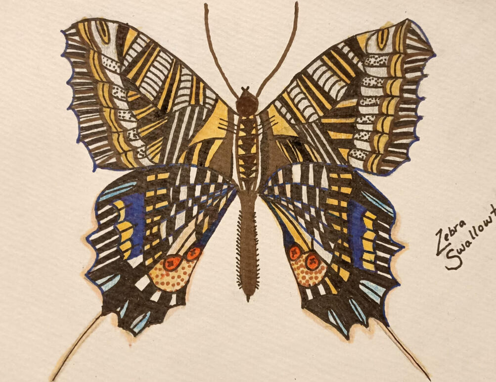 Zebra Swallowt