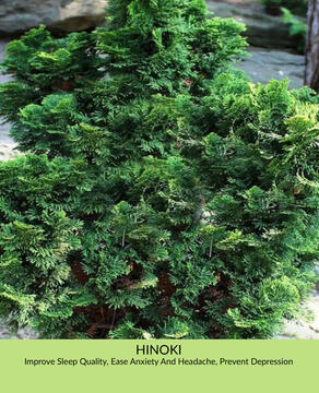 Hinoki