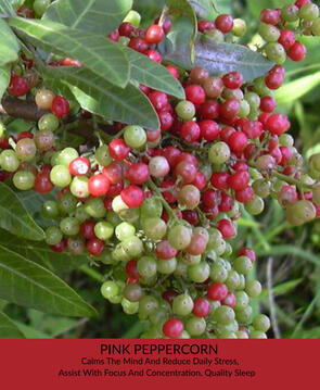 Pink Peppercorn