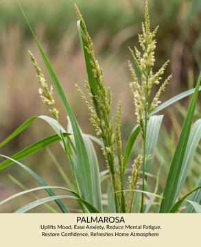Palmarosa