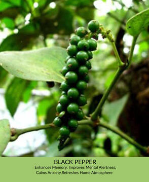 Black Pepper