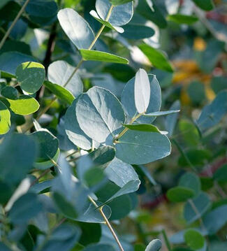 Eucalyptus