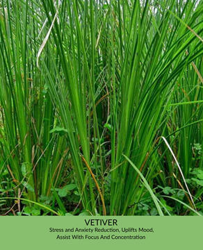 Vetiver